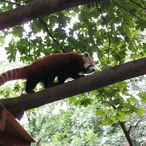 Red Panda