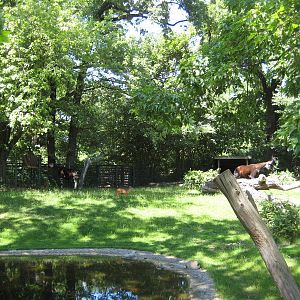 okapi exhibit( with red duikers)