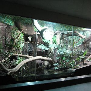 exhibit for jaguarundi