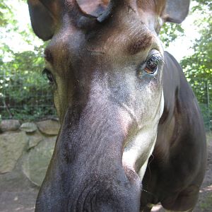 Okapi male " Stomp"