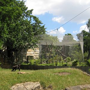 Gorilla and chimp exhibit