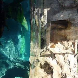 Russia's Grizzly Coast - Minnesota Zoo