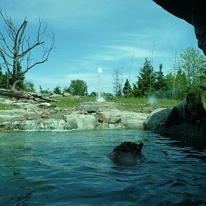 Russia's Grizzly Coast - Minnesota Zoo