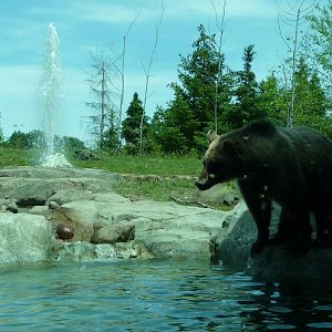 Russia's Grizzly Coast - Minnesota Zoo
