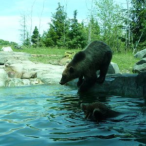 Russia's Grizzly Coast - Minnesota Zoo