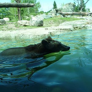 Russia's Grizzly Coast - Minnesota Zoo