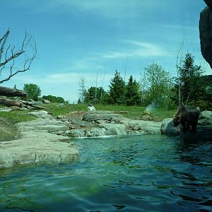 Russia's Grizzly Coast - Minnesota Zoo