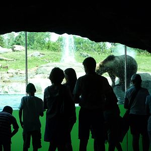 Russia's Grizzly Coast - Minnesota Zoo