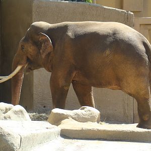 Asian Elephant at the Los Angeles Zoo