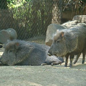 Chacoan Peccaries at the Los Angeles Zoo