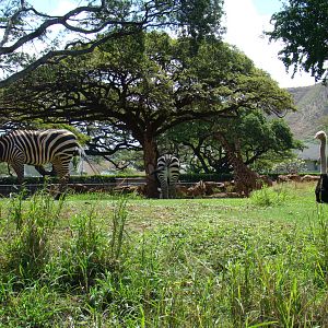 African Savanna exhibit at the Honolulu Zoo