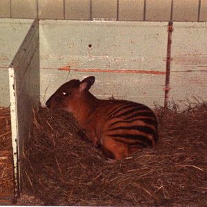 Zebraduiker in the roundhouse