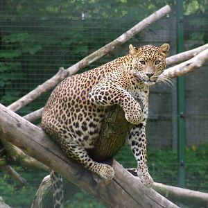 Sri Lankan leopard @ Veszprem Zoo, Hungary