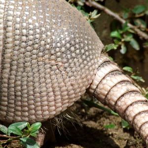Detail @ Veszprem Zoo, Hungary