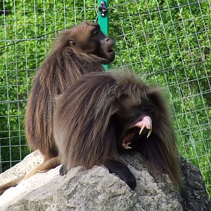 Male Geladas @ Veszprem Zoo, Hungary