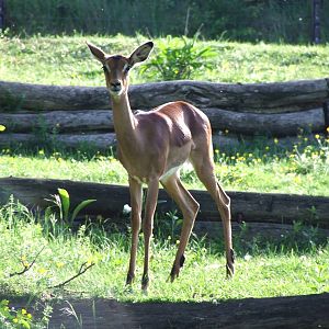 Impala @ Veszprem Zoo, Hungary