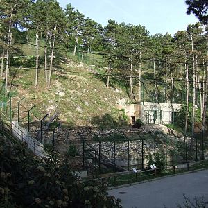 Kamchatka brown bear & Tundra wolf mixed exhibit @ Veszprem Zoo