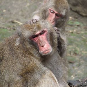 Grooming Japanese macaques @ Veszprem Zoo, Hungary