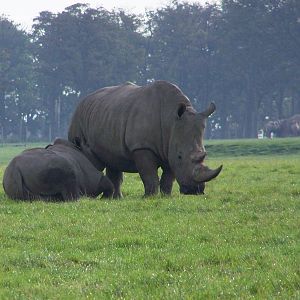 White Rhino and calf October 2007