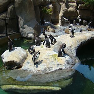 Humboldt Penguins at the Santa Barbara Zoo