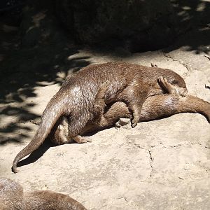 "What are these guys doing?" @ Nyíregyháza Zoo, Hungary