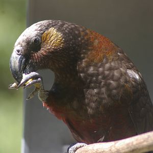 North Island kaka (Nestor meridionalis septentrionalis)