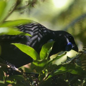 North Island kokako (Callaeas cinerea wilsoni)