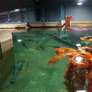 Picton Aquarium