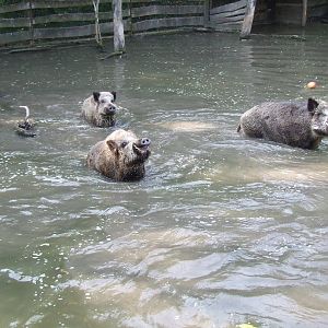 Feeding enrichment @ Jászberény Zoo, Hungary