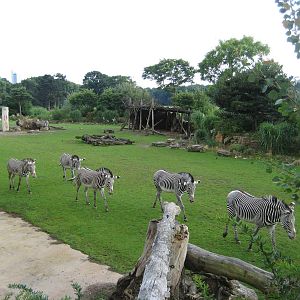 Grevy-Zebras at  Leipzig Zoo