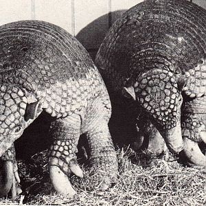 Giant armadillos, Duisburg Zoo