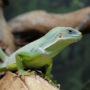 Fiji banded iguana