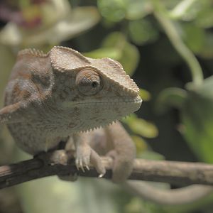 Panther chameleon