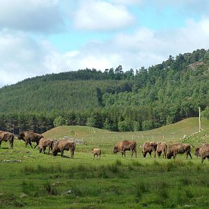 European Bison (Bison bonasus) at Highland Wildlife Park 2008