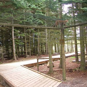 Scottish Wildcat walkway at Highland Wildlife Park 2008