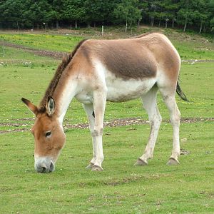 Eastern Kiang (Equus kiang holdereri) at Highland Wildlife Park 2008