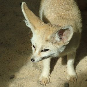 Fennec Fox (Vulpes zerda) at Five Sisters Zoo Park 2008
