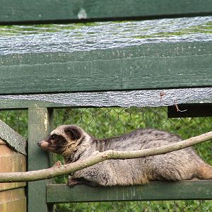Common Palm Civet (Paradoxurus hermaphroditus) at Five Sisters Zoo Park 200