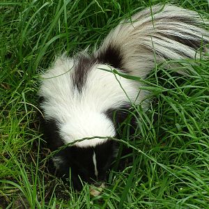 Striped Skunk (Mephitis mephitis) at Five Sisters Zoo Park 2008