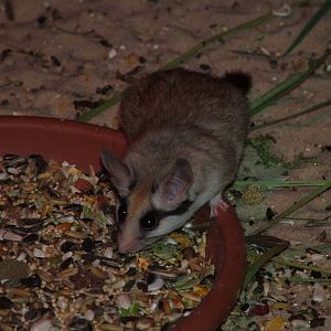 Asian Desert Dormouse (Eliomys melanurus) at Five Sisters Zoo Park 2008
