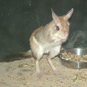 Springhaas (Pedetes capensis) at Five Sisters Zoo Park 2008