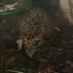 Pakistani Black Hedgehog (Paraechinus micropus) at Five Sisters Zoo Park 20