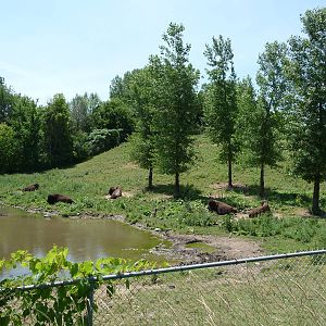 Bison Exhibit - Part II - Minnesota Zoo