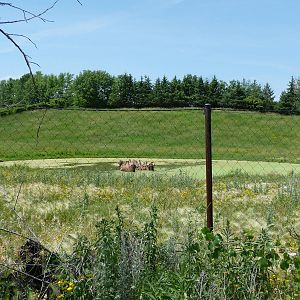 Bactrian Camel Exhibit - Minnesota Zoo
