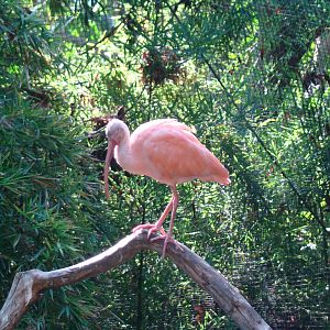 Scarlet Ibis at the Los Angeles Zoo