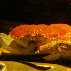 southern spider crab (Pseudocarcinus gigas), Melbourne Aquarium