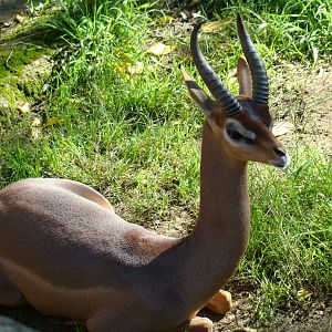 Gerenuk at the Los Angeles Zoo