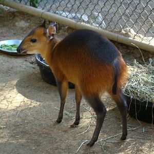 Red-flanked Duiker at the Los Angeles Zoo