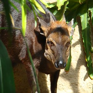 Black Duiker at the Los Angeles Zoo
