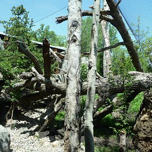 Russia's Grizzly Coast - Minnesota Zoo